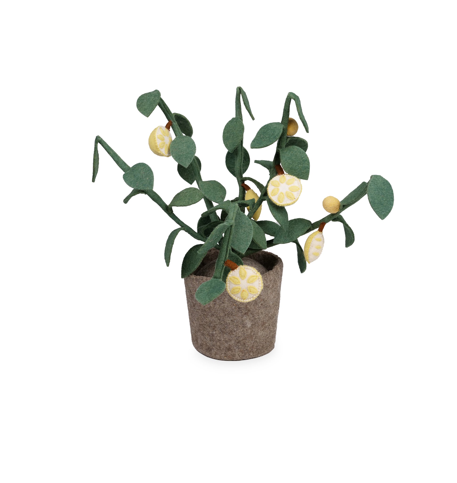 Kidsdepot Citrus plant -