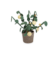 Kidsdepot Citrus plant -