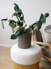 Kidsdepot Citrus plant -